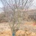 山西山杏树10-15公分运城山杏树，货好，价低