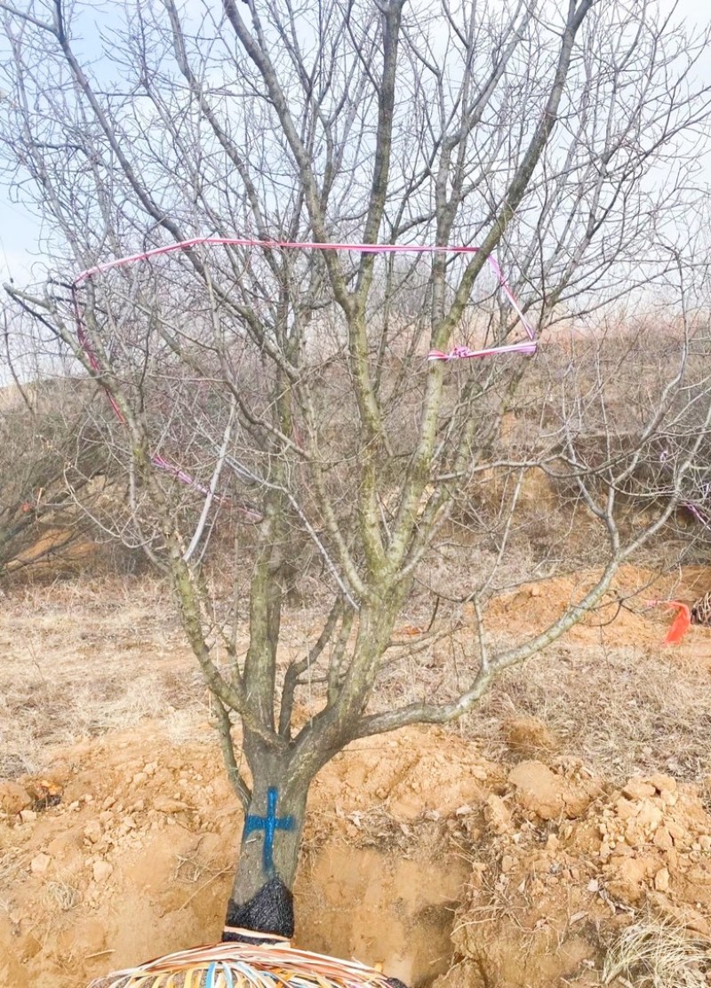 山西山杏树10-15公分运城山杏树，货好，价低