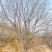 山西山杏树10-15公分运城山杏树，货好，价低