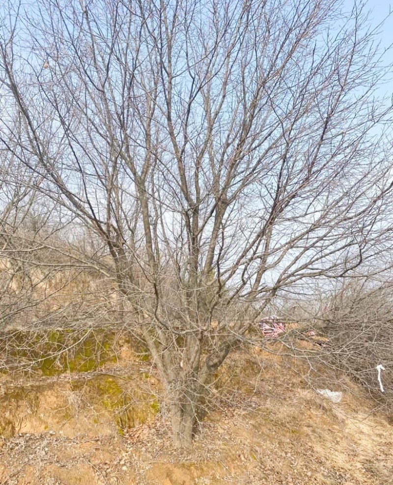 山西山杏树10-15公分运城山杏树，货好，价低
