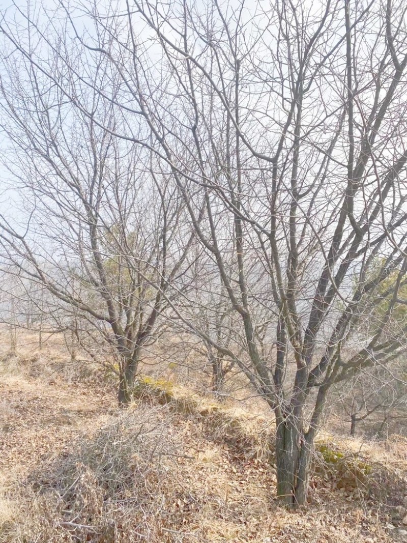 山西山杏树10-15公分运城山杏树，货好，价低