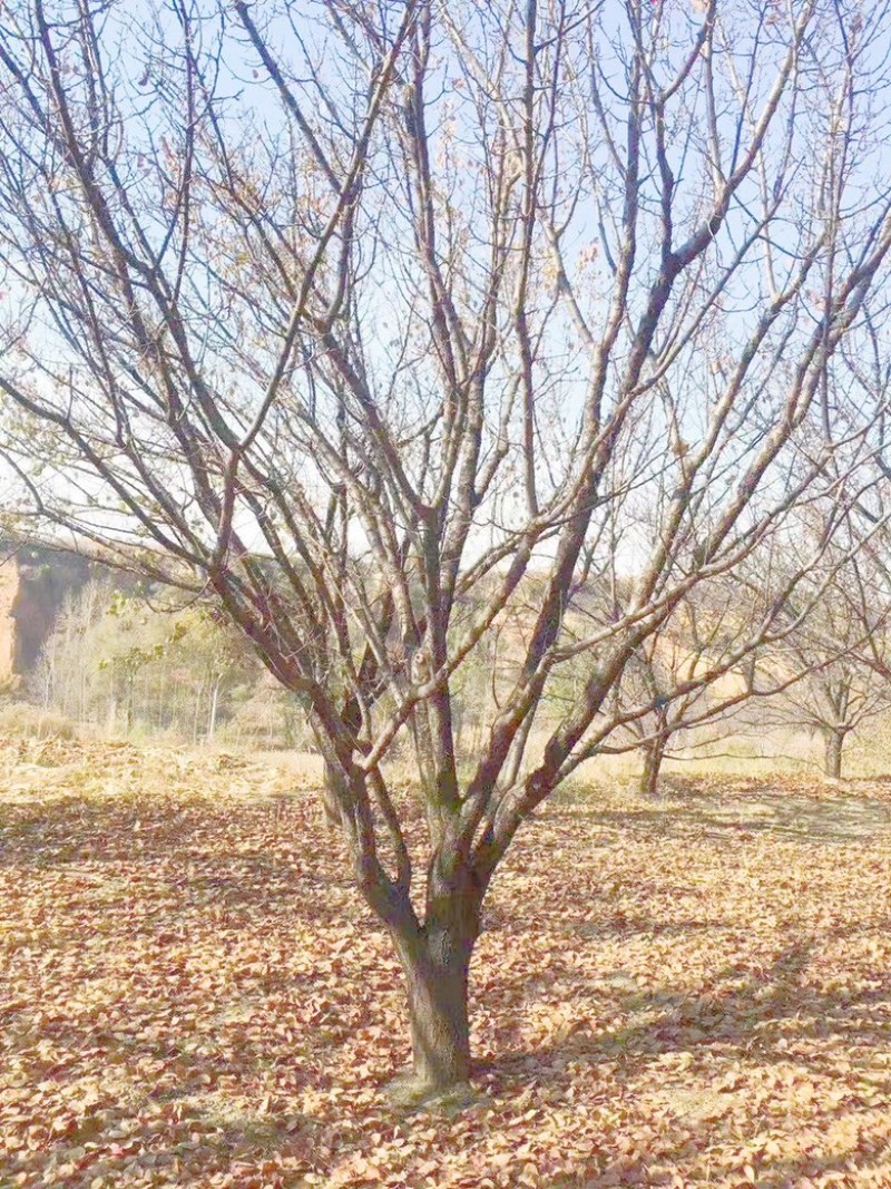 山西山杏树10-15公分运城山杏树，货好，价低