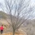山西山杏树10-15公分运城山杏树，货好，价低