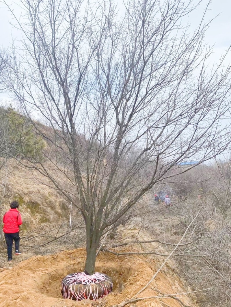 山西山杏树10-15公分运城山杏树，货好，价低