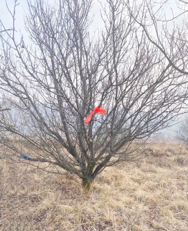 山西山杏树10-15公分运城山杏树，货好，价低