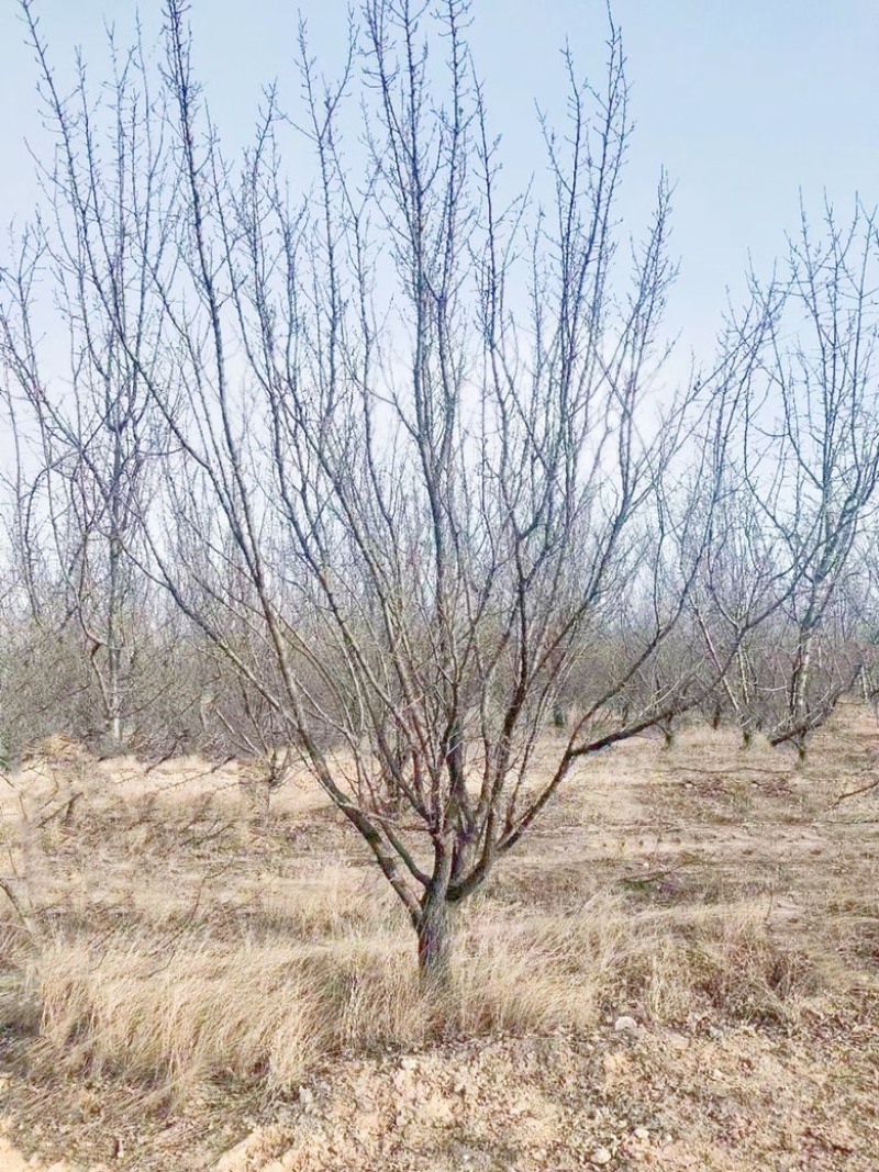 山西山杏树10-15公分运城山杏树，货好，价低