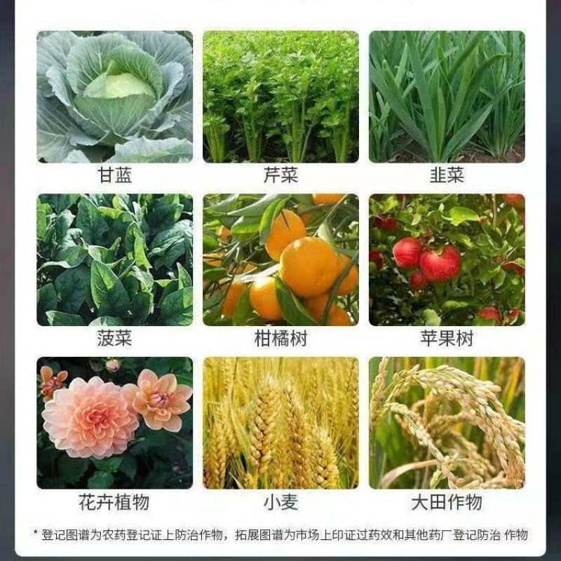 沪联22.4%螺虫乙酯蚧壳虫粉虱红蜘蛛蚜虫木虱农药杀虫剂