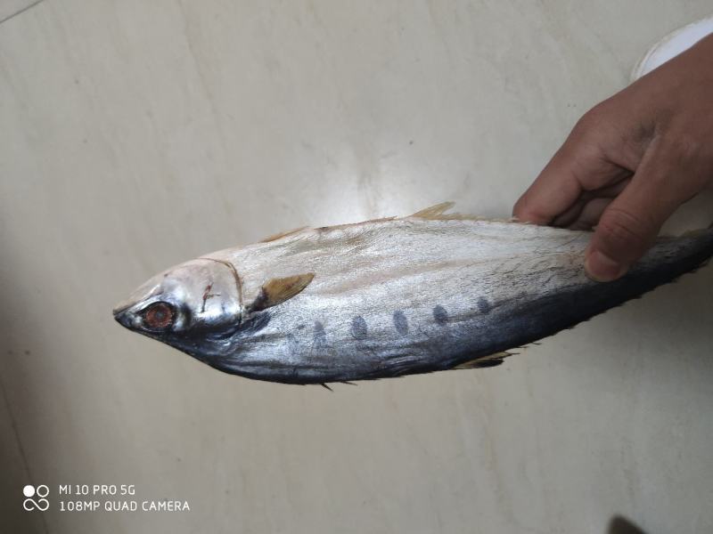 店家推荐公马鲛鱼干小鱼干马鲛鱼北海特产价格实惠产品