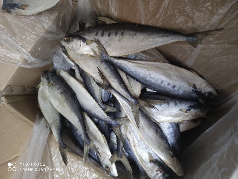 店家推荐公马鲛鱼干小鱼干马鲛鱼北海特产价格实惠产品