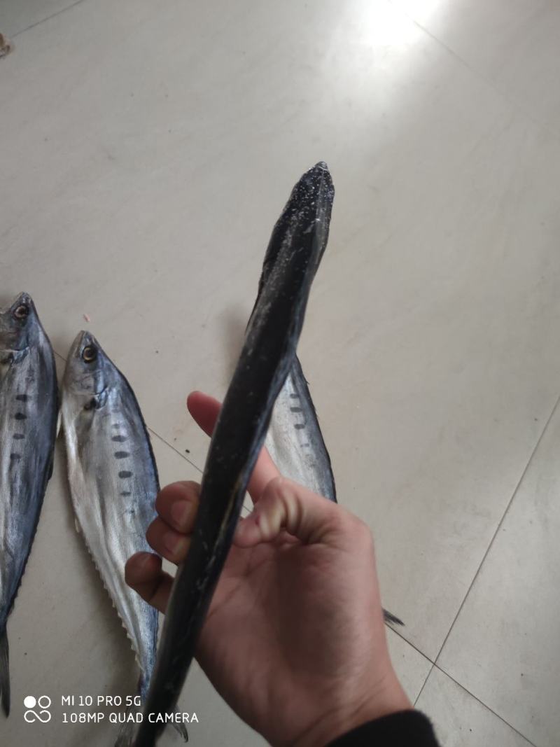 店家推荐公马鲛鱼干小鱼干马鲛鱼北海特产价格实惠产品