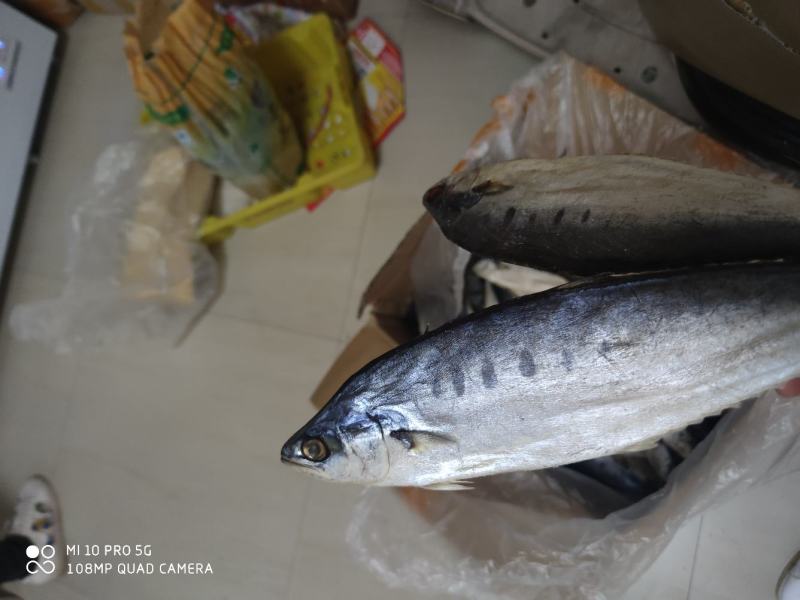 店家推荐公马鲛鱼干小鱼干马鲛鱼北海特产价格实惠产品