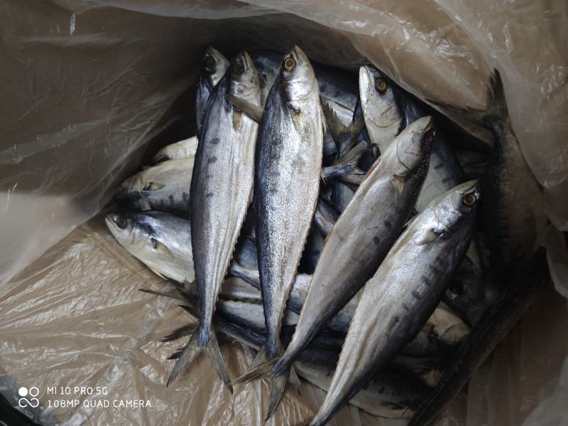 店家推荐公马鲛鱼干小鱼干马鲛鱼北海特产价格实惠产品
