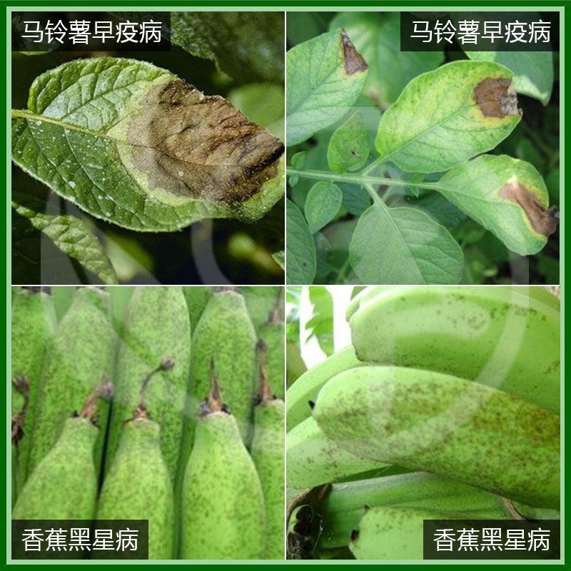 凯收30%吡唑醚菌酯霜霉病白粉病叶斑病黑星病农药杀菌绿崎