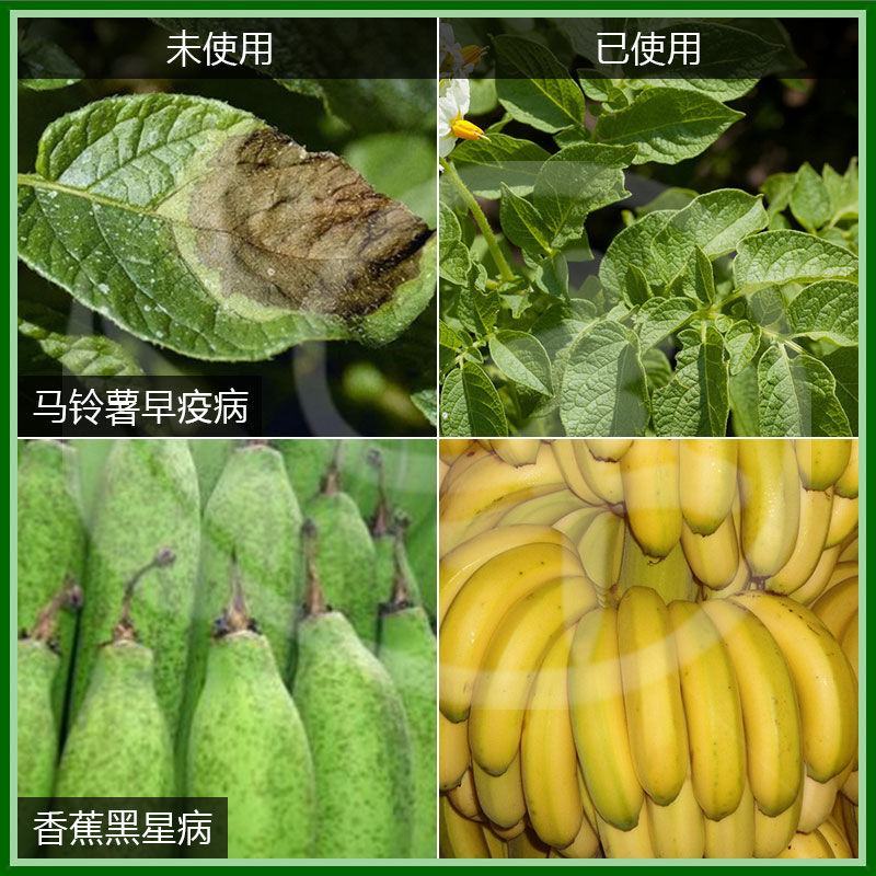 凯收30%吡唑醚菌酯霜霉病白粉病叶斑病黑星病农药杀菌绿崎