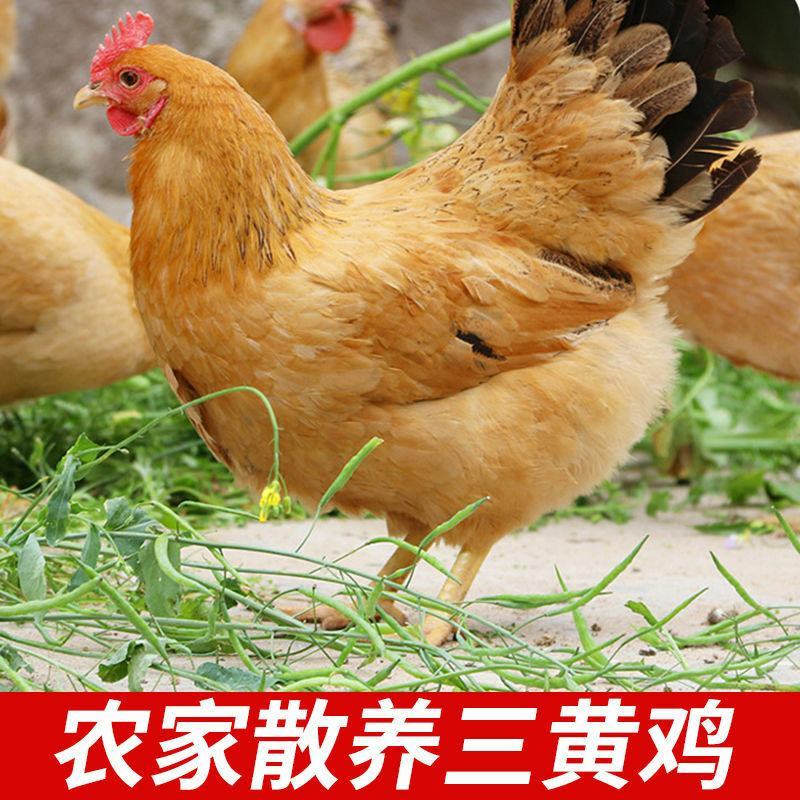 三黄鸡现杀正宗三黄鸡农家散养土鸡整只山鸡鸡肉月子鸡新鲜活