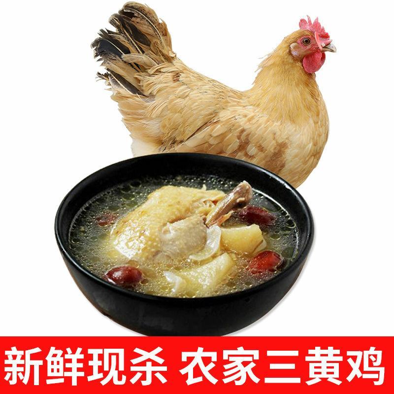 三黄鸡现杀正宗三黄鸡农家散养土鸡整只山鸡鸡肉月子鸡新鲜活