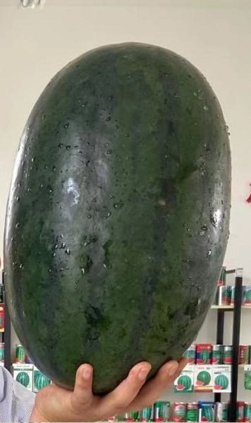 高端精品西瓜种子双红黑蜜墨绿色覆黑色条带适应性强抗病性强