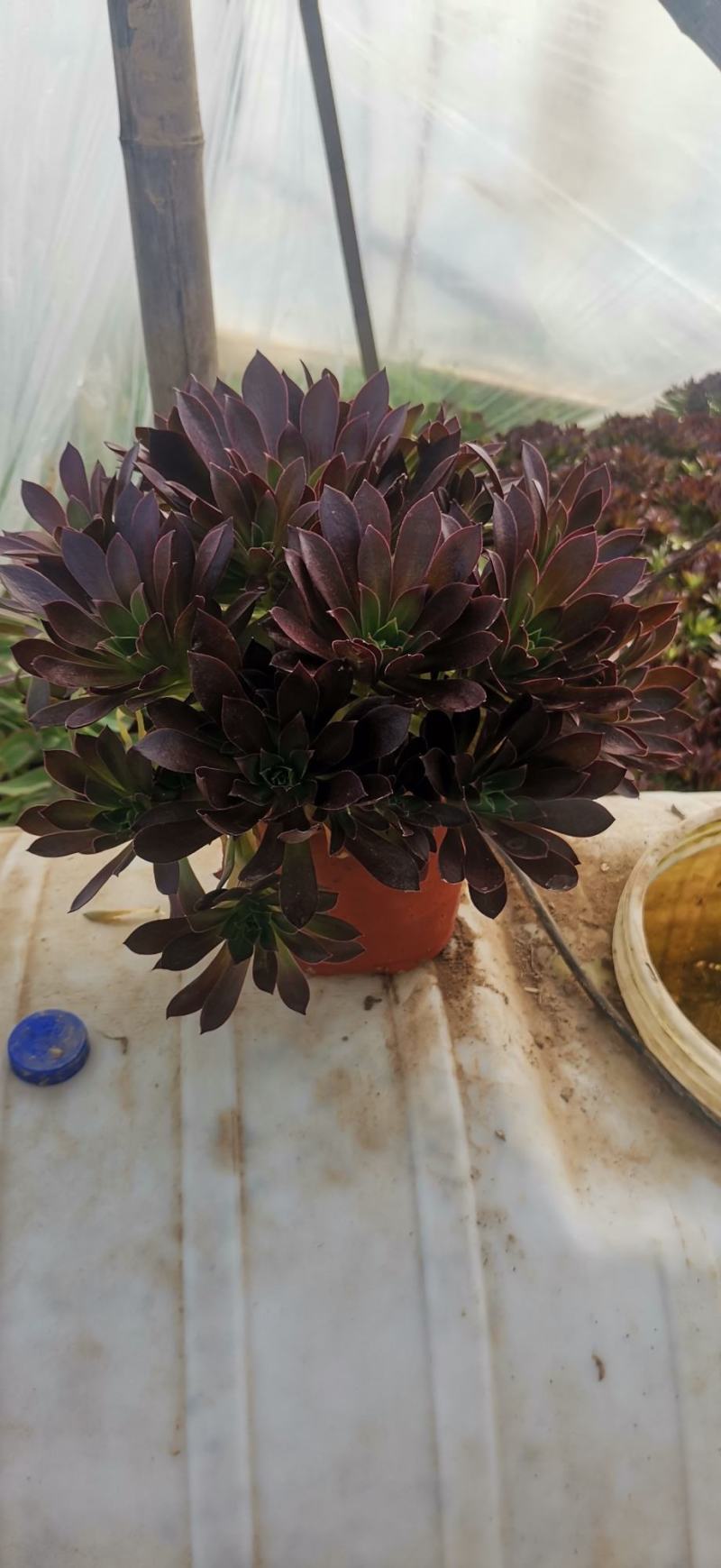 多肉植物法师正版凤凰，质量保证，欢迎新老客户选购