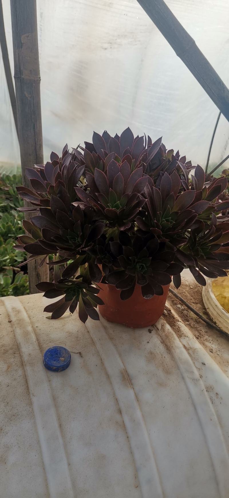 多肉植物法师正版凤凰，质量保证，欢迎新老客户选购