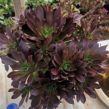多肉植物法师正版凤凰，质量保证，欢迎新老客户选购