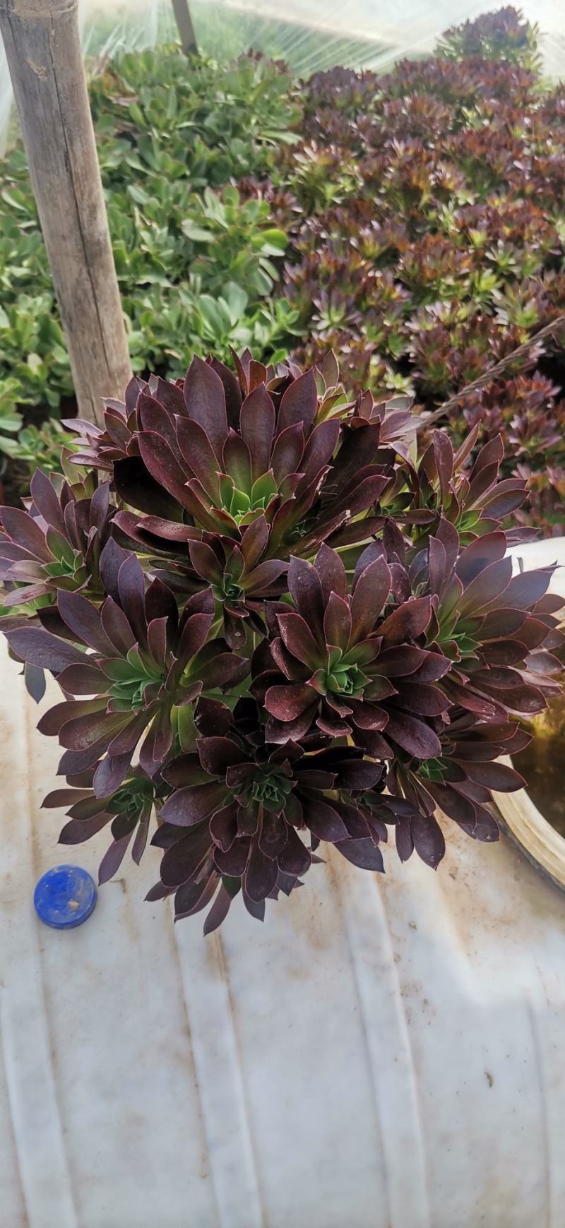 多肉植物法师正版凤凰，质量保证，欢迎新老客户选购
