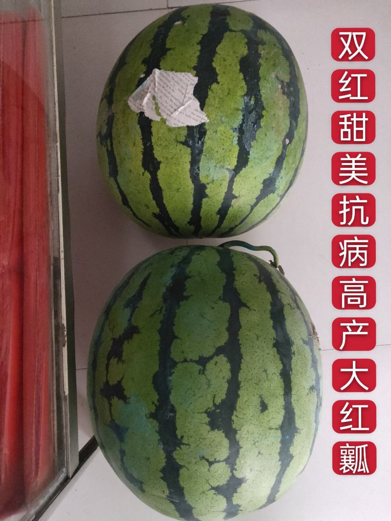 大果型地雷西瓜种子双红甜美易坐果易管理抗病性强