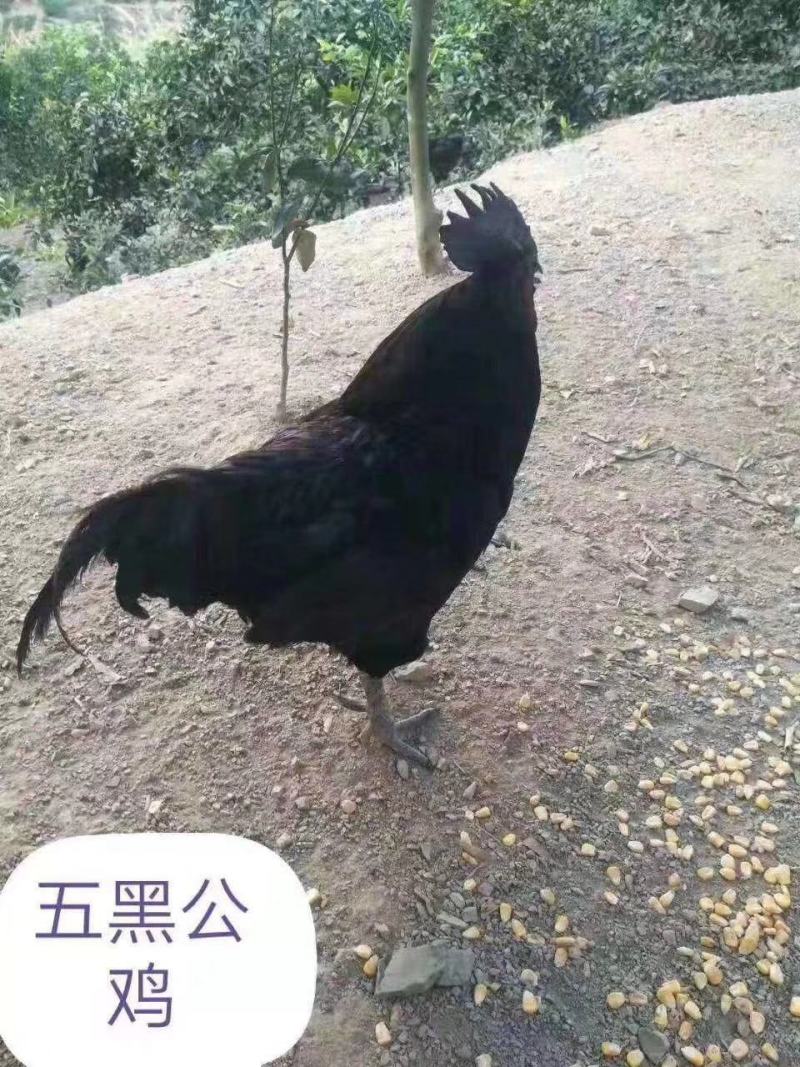 优质土鸡苗五黑土鸡苗