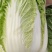 白菜东阳50黄心大白菜出售整块出售颗型漂亮单颗重