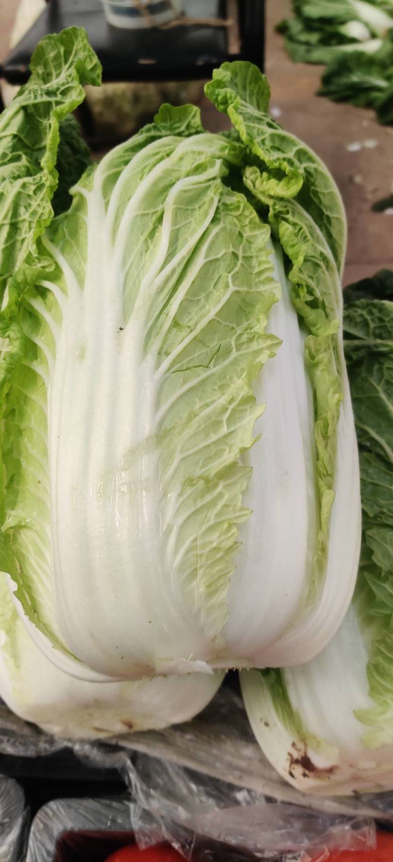 白菜东阳50黄心大白菜出售整块出售颗型漂亮单颗重