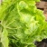 白菜东阳50黄心大白菜出售整块出售颗型漂亮单颗重