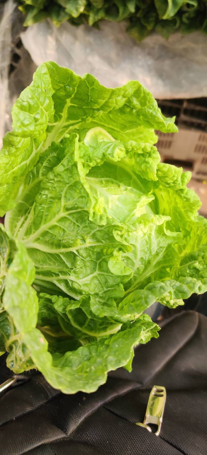 白菜东阳50黄心大白菜出售整块出售颗型漂亮单颗重