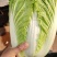 白菜东阳50黄心大白菜出售整块出售颗型漂亮单颗重