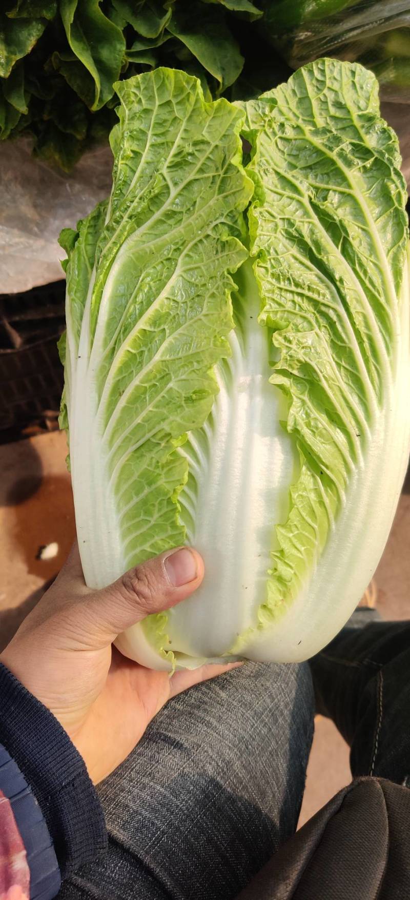 白菜东阳50黄心大白菜出售整块出售颗型漂亮单颗重