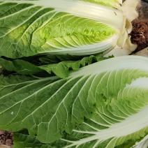 白菜东阳50黄心大白菜出售整块出售颗型漂亮单颗重