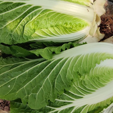 白菜东阳50黄心大白菜出售整块出售颗型漂亮单颗重