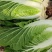 白菜东阳50黄心大白菜出售整块出售颗型漂亮单颗重