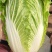 白菜东阳50黄心大白菜出售整块出售颗型漂亮单颗重