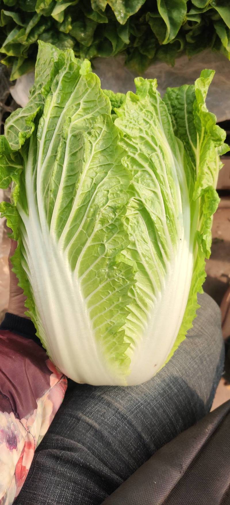 白菜东阳50黄心大白菜出售整块出售颗型漂亮单颗重