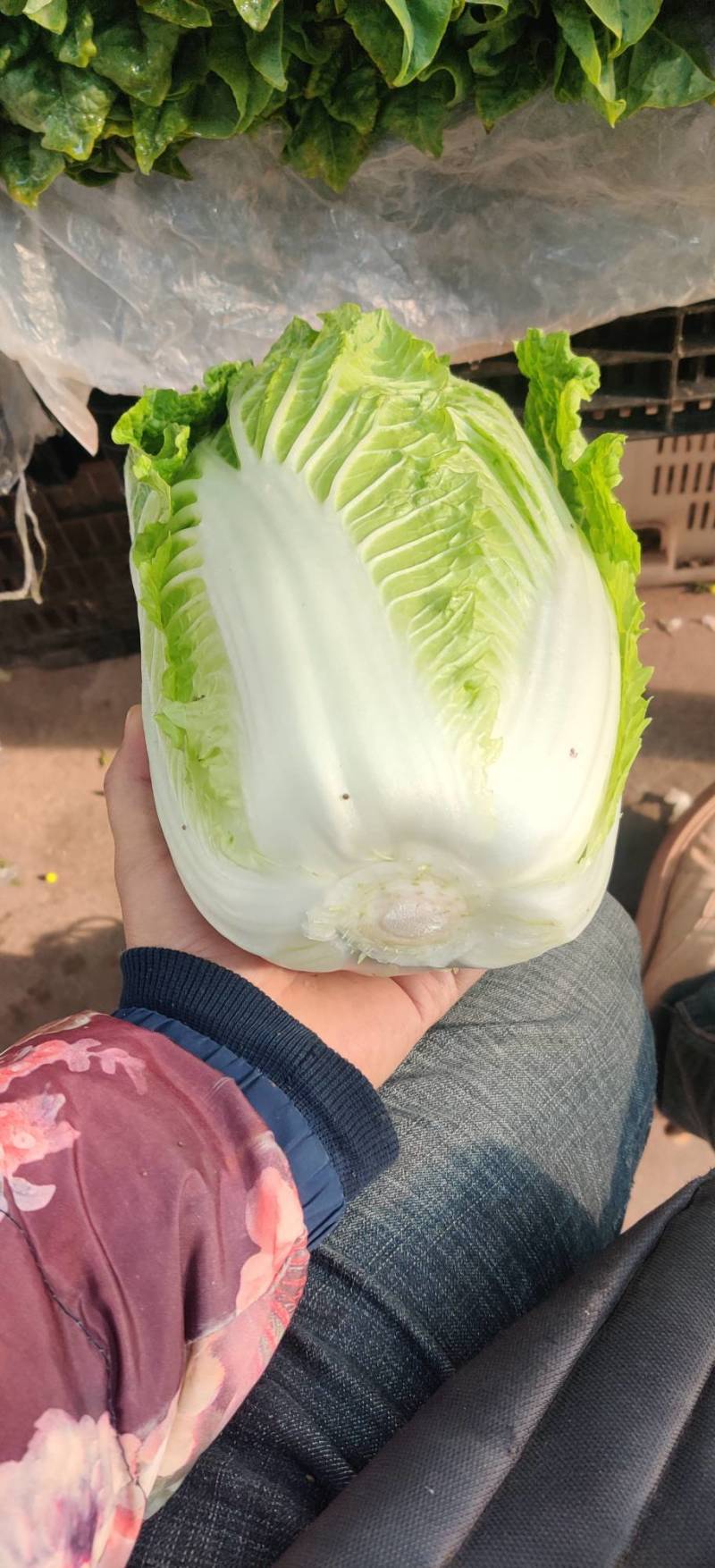 白菜东阳50黄心大白菜出售整块出售颗型漂亮单颗重