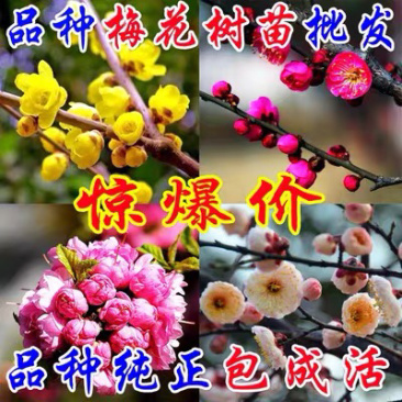 红梅树苗原生红梅树苗适合工程庭院地栽盆栽树桩盆景当年开花