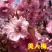 红梅树苗原生红梅树苗适合工程庭院地栽盆栽树桩盆景当年开花