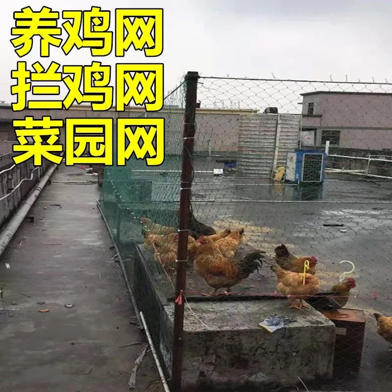 家禽养殖网养鸡网渔网山鸡网果园防鸟网围网天网爬藤网