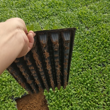 矮牵牛穴盘苗供应，矮牵牛穴盘玫红，蓝，大红，颜色全