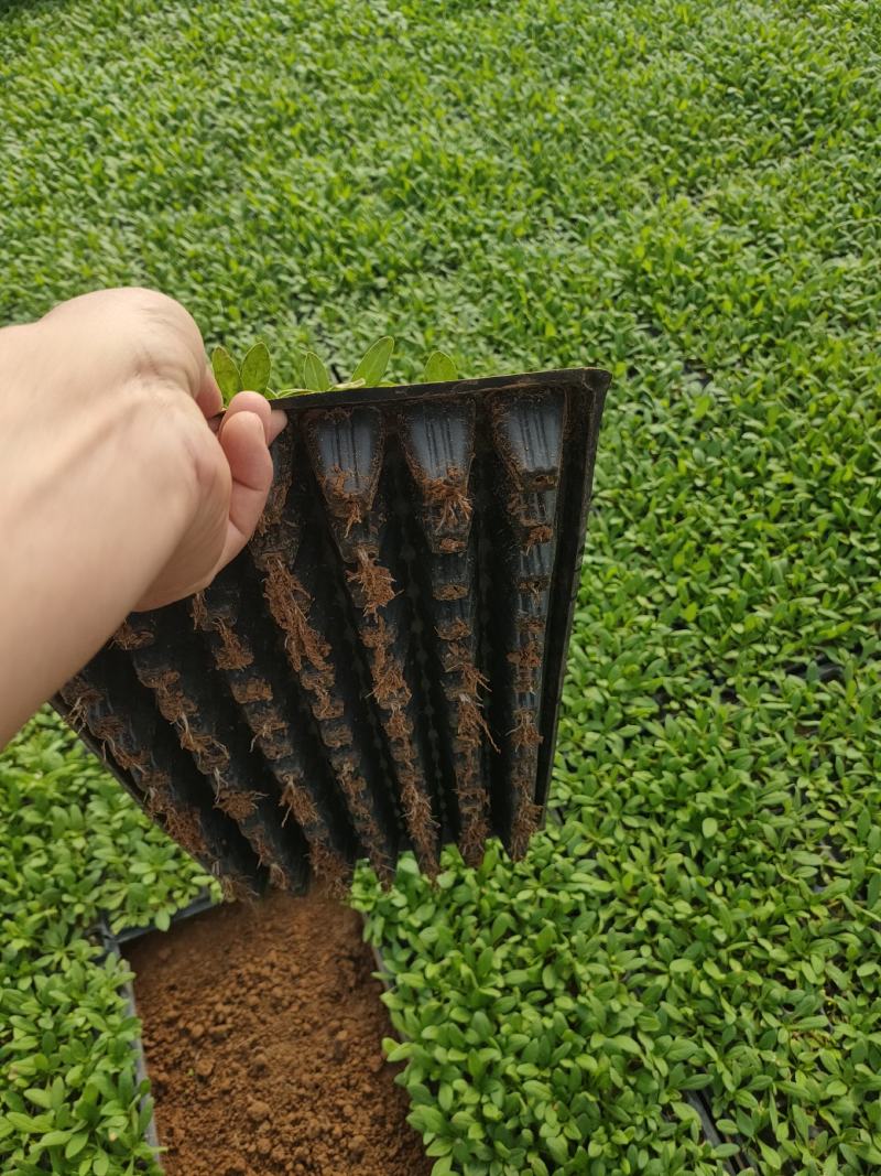 矮牵牛穴盘苗供应，矮牵牛穴盘玫红，蓝，大红，颜色全