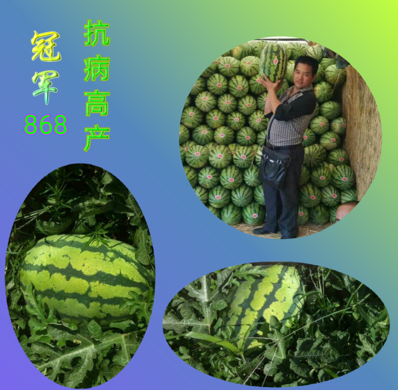 大果型花皮西瓜种子冠军868长椭圆形抗病高产大红瓤