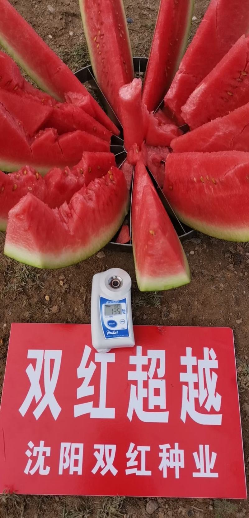 双红金城硒沙瓜种子双红超越西瓜种子农业部登记品种