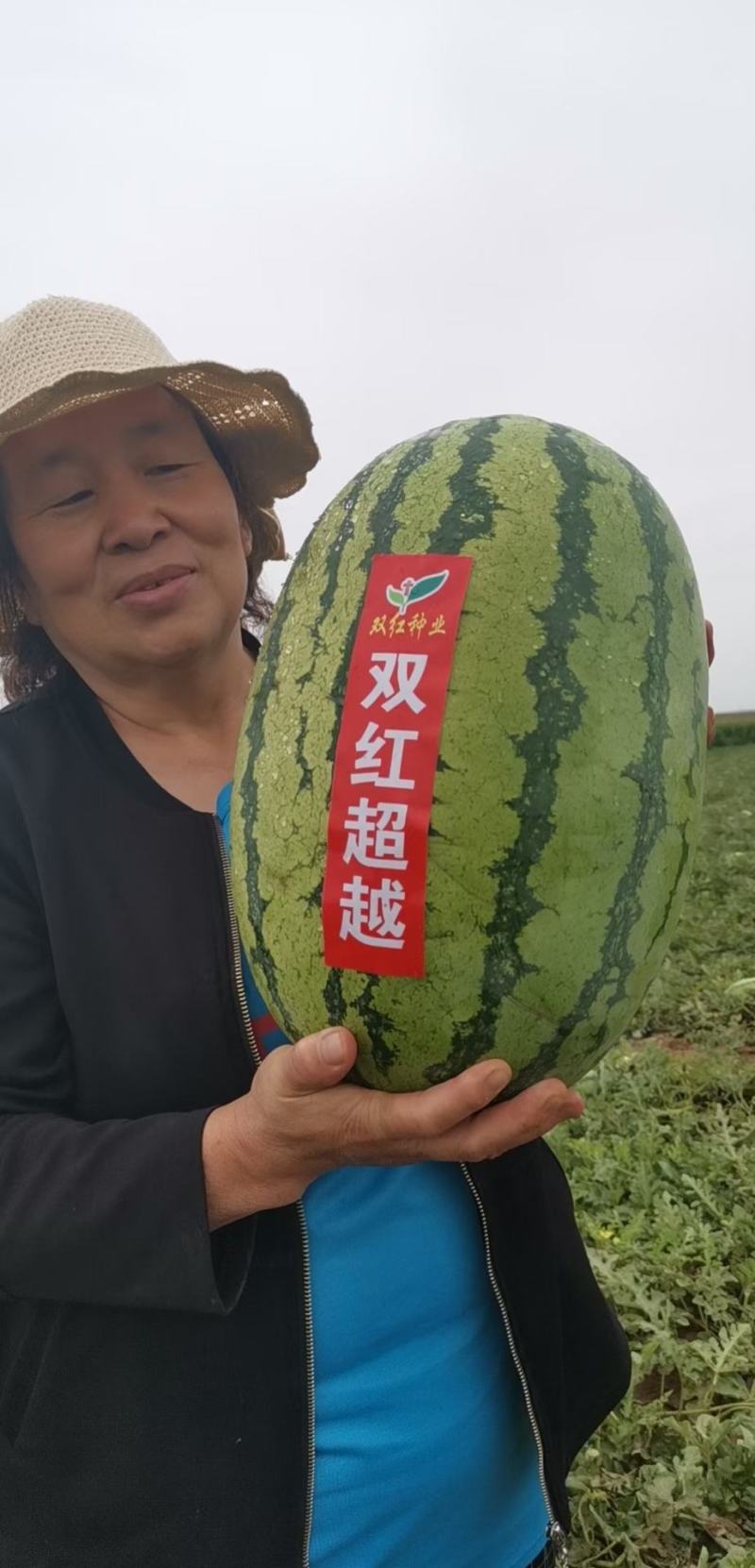 双红金城硒沙瓜种子双红超越西瓜种子农业部登记品种