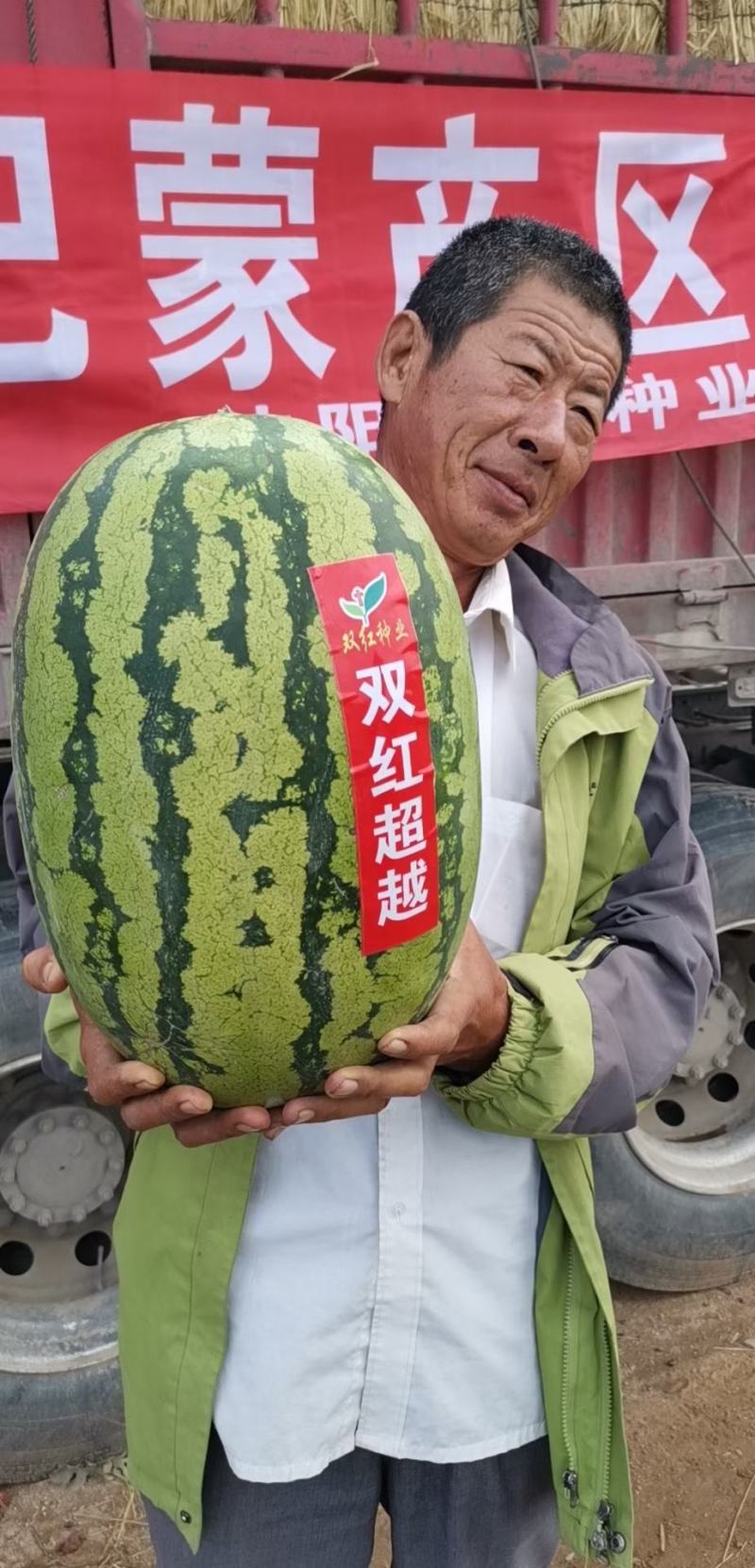 双红金城硒沙瓜种子双红超越西瓜种子农业部登记品种