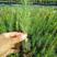 基质杯苗松树苗，湿地松苗，美国松树苗，根部发达