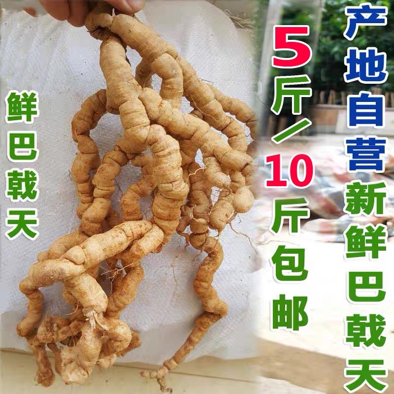 5斤起包邮新鲜巴戟天，六年以上新鲜巴戟，现货供应
